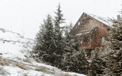 Winter Tree Care: Essential Tips and Practices