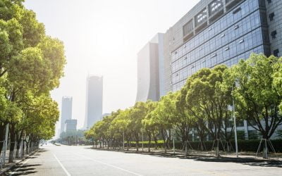 The Role of Trees in Urban Heat Reduction