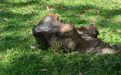 The Hidden Dangers of DIY Stump Removal