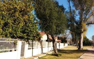 Is That Tree Helping Your Curb Appeal—or Hurting It?