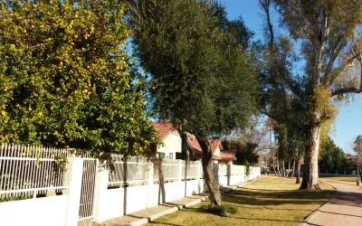 Is That Tree Helping Your Curb Appeal—or Hurting It?